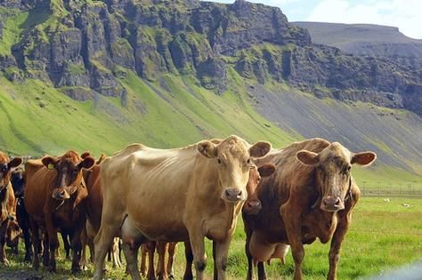 梦到臭牛是什么意思_梦见臭牛预示着什么