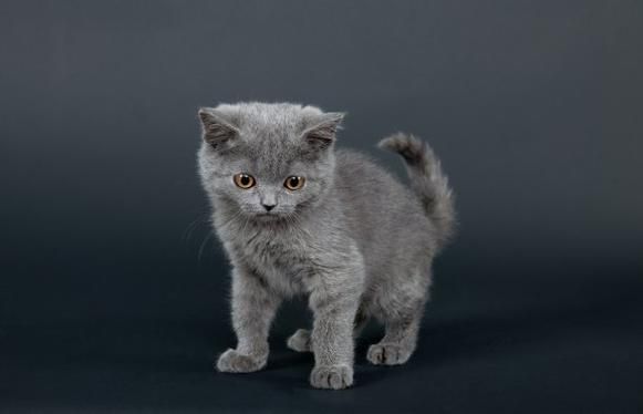 梦到小灰猫是什么意思_小灰猫梦境解析