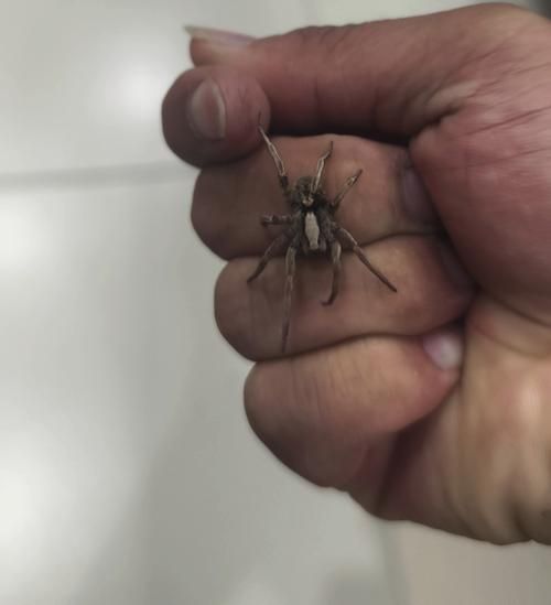 蜘蛛会带来财运吗_家里出现蜘蛛是吉兆吗