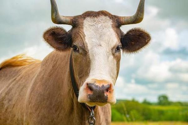 梦见打牛是什么意思_梦见打牛预示着什么