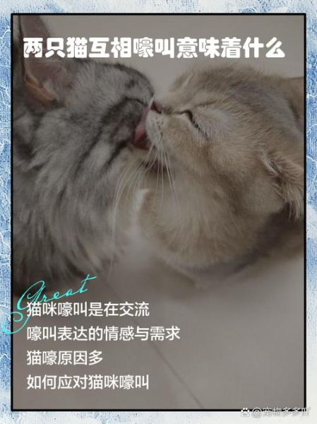 梦到2只猫是什么意思_梦见两只猫代表什么