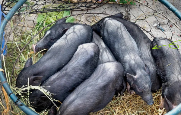 梦到死猪是什么意思_梦到死猪预示着什么