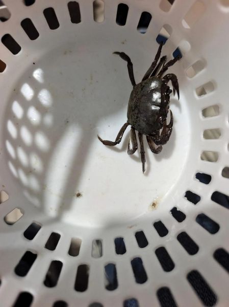 孕妇梦见螃蟹是什么意思_孕妇梦到蟹生男生女