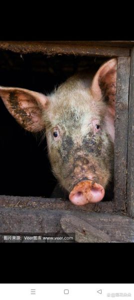 梦到小肥猪是什么意思_梦到小肥猪预示什么