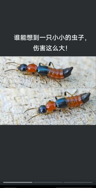 梦到隐翅虫_是什么意思