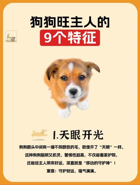 狗女今年财运如何_狗女2024年旺财方位