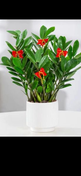 属虎的养什么花旺财运_属虎人招财植物推荐