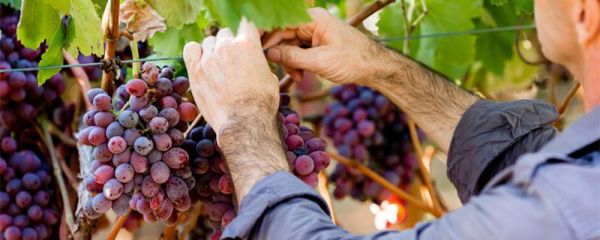 梦到摘葡萄是什么意思_葡萄梦境解析