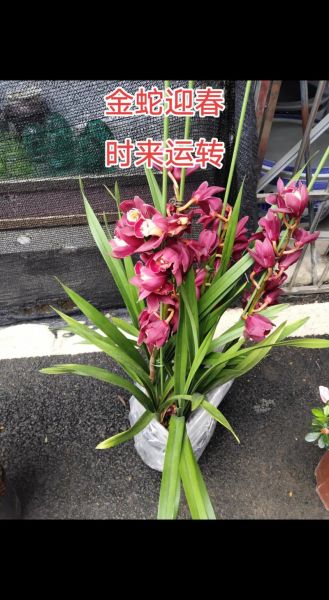 生肖蛇财运花是什么_属蛇养什么花最招财