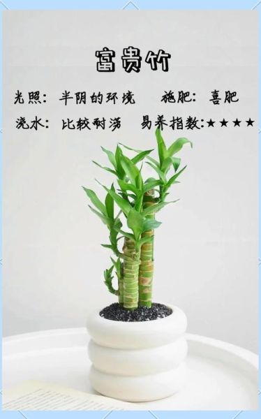 梦到富贵竹是什么意思_富贵竹风水寓意