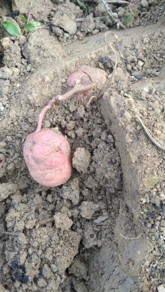 梦到摘地瓜是什么意思_梦见挖地瓜预示什么