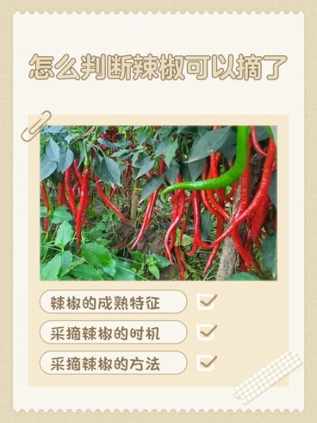 梦到摘辣椒是什么意思_梦见摘辣椒好不好