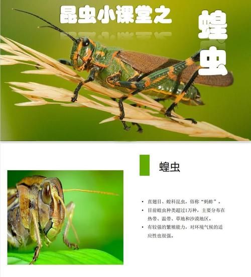 梦到蝗虫是什么意思_梦见蝗虫有什么预兆