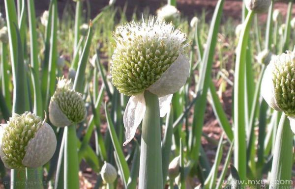 梦到拔小葱是什么意思_梦见拔葱周公解梦