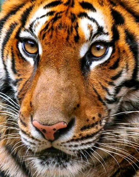 梦到把老虎杀了_是什么意思