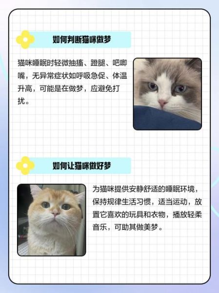 梦到一只猫是什么意思_猫在梦里代表什么
