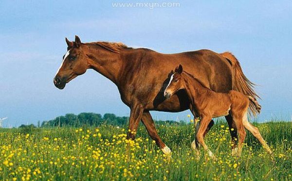 孕妇梦到骑马是什么意思_孕妇梦见骑马生男生女