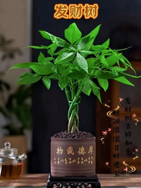 风水财运树摆放禁忌_风水财运树放哪里最招财