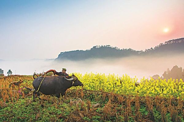 梦到整地是什么意思_梦到整地预示什么