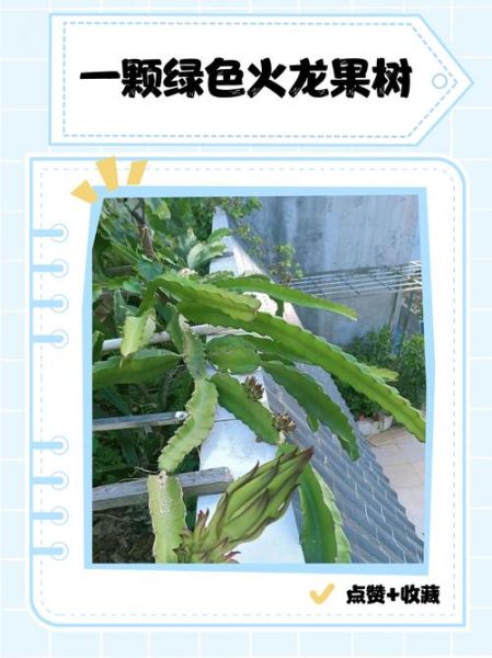 梦到火龙果树是什么意思_火龙果树梦境解析