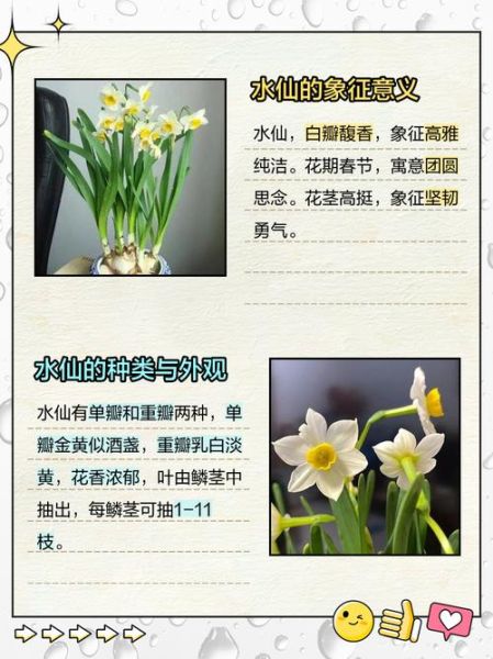 梦到水仙花是什么意思_水仙花梦境解析