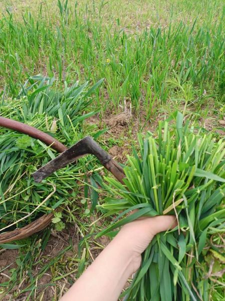 梦见割草是什么意思_梦见自己割草好不好