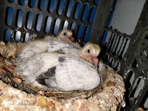 梦到鸽子下蛋_预示什么