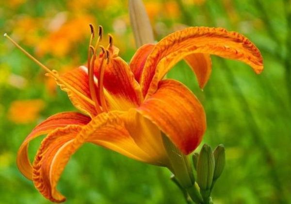 孕妇梦到浇花是什么意思_孕妇梦见浇花预示生男生女