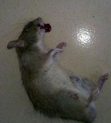 梦到被老鼠咬是什么意思_如何化解