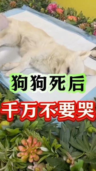 梦到死去的狗是什么意思_如何缓解悲伤