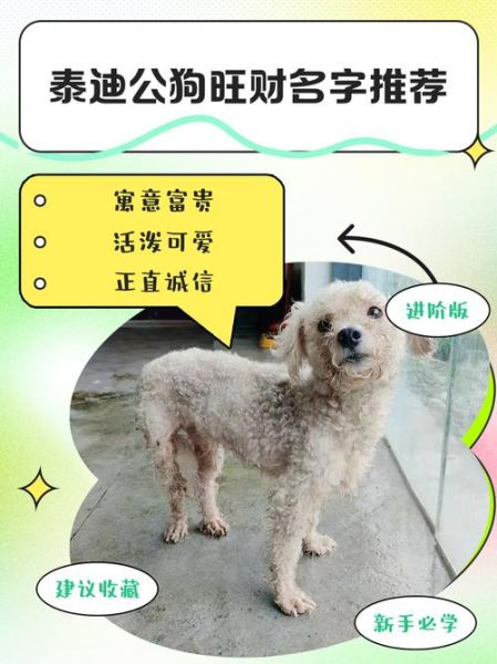 白色狗狗取什么名字带财运_白色狗狗招财名字大全