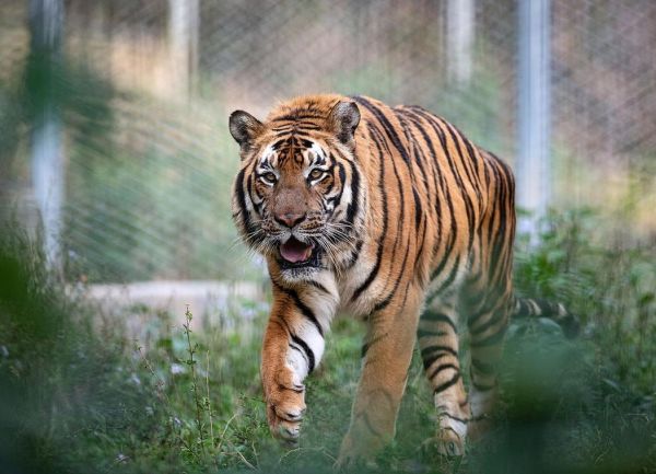 梦到老虎咬自己_梦见被老虎咬出血预示什么