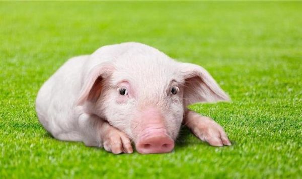 梦到很多猪是什么意思_梦见一群猪预示什么