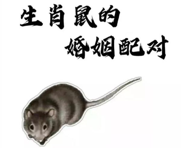 男属鼠的最佳婚配属相_男属鼠和什么属相最配
