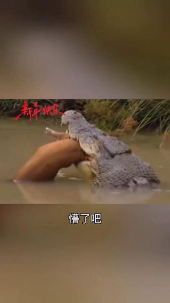 梦到鳄鱼是什么意思_梦到鳄鱼咬我怎么办