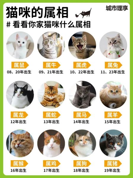 属牛的人适合养猫吗_属牛养猫风水禁忌