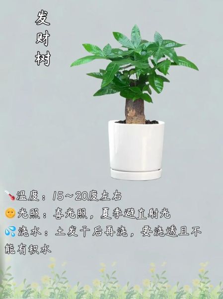 店铺养什么招财_店铺养什么最旺财