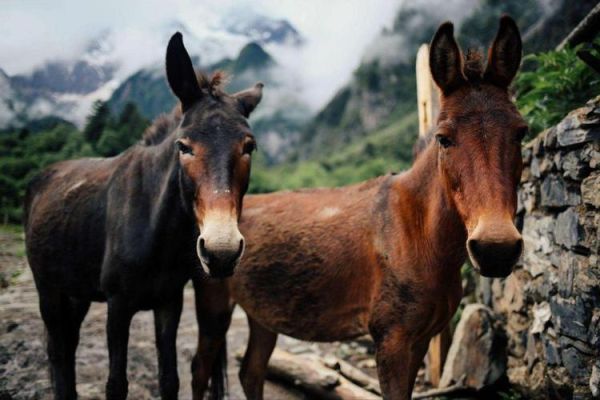 梦到骡马是什么意思_梦见骡马预示什么