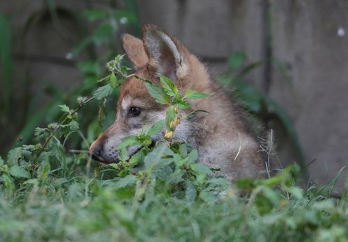 梦到小狼崽是什么意思_梦见小狼崽预示什么