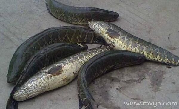 梦到黑鱼是什么意思_黑鱼梦境预示什么