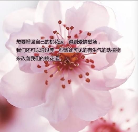 八月运势抽签_如何提升桃花运