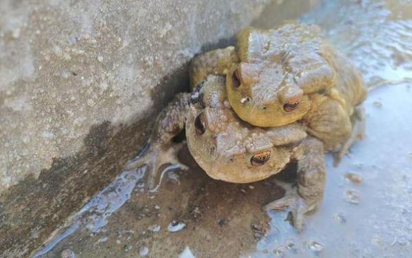 梦到癞蛤蟆是什么意思_癞蛤蟆梦境预示什么