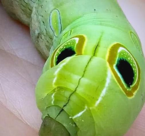 梦到绿虫子是什么意思_梦见绿色虫子预示什么