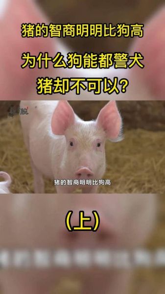 梦到猪狗是什么意思_梦见猪狗同时出现代表什么