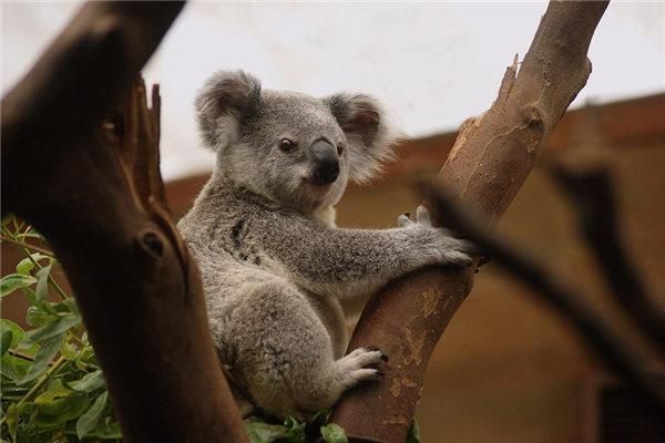 梦到考拉是什么意思_梦见考拉代表什么