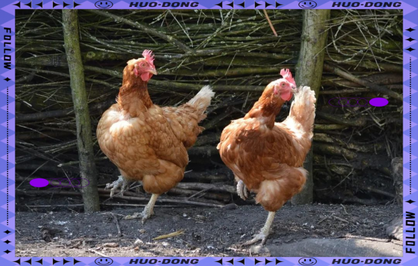 属鸡和属鼠的合不合_属鸡和属鼠的婚姻如何