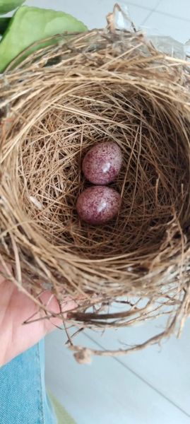 梦到捡鸟蛋是什么意思_梦到捡鸟蛋预示什么