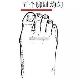 脚趾长度看财运准吗_脚趾长短与财富关系