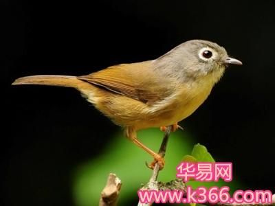 梦到描眉是什么意思_梦见自己画眉毛好不好