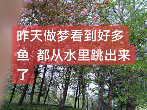 梦到巨大的鱼是什么意思_梦见大鱼预示着什么